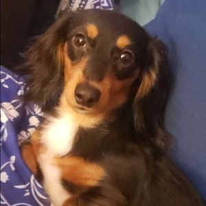 Meet your Posher, Brock